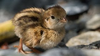 Quail Chicks [upl. by Ursi]