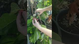 Mini Berry Harvest gardening spring vlog g [upl. by Aunson427]