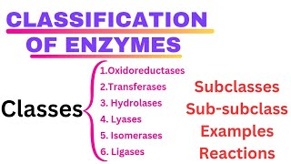 Classification of Enzymes Class Subclass Subsubclass  example with Enemonics Enzymology [upl. by Sida]