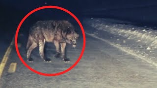 4 Scary Wolf Encounters That Will Make You Feel Uneasy [upl. by Farny513]