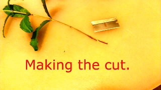 How to Make Pomegranate Cuttings [upl. by Notnek359]