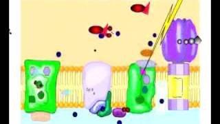 Noncyclic Photophosphorylation [upl. by Mcwherter]