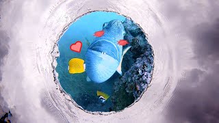 EP 10  I Love Triggerfish [upl. by Loreen]