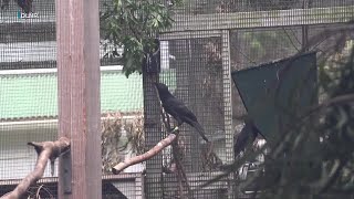 Hawaiian crows released into the wild for the first time on Maui [upl. by Robert]