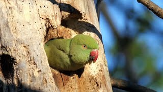 Roseringed Parakeets [upl. by Deth538]