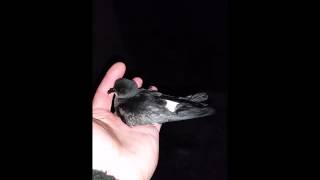 Storm Petrel at Portland Bill on 31st May 2016 [upl. by Winifield]