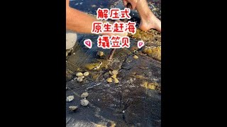 挪威沉浸式赶海捡将军帽Picking ocean limpets  Norwegian coast [upl. by Atiana]