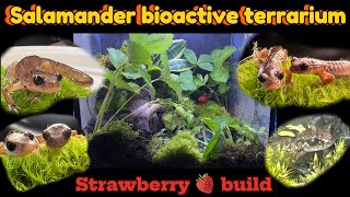 🍓strawberry bioactive terrarium for cute salamander pair [upl. by Audy]