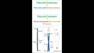 Eukaryotic Chromosomes and Centromeres geneticteacher [upl. by Yulma]