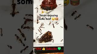 Do Ants Like Burgers ants [upl. by Layor]