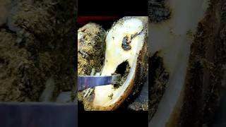 different hoof damages animal hoof satisfying cow asmr foryou oddlysatisfying [upl. by Shem]