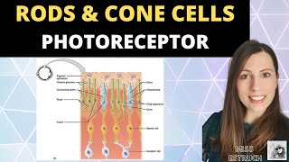 Rods and Cone cells Photoreceptors in the human retina Alevel Biology Nervous System [upl. by Rodina530]