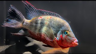 Care for the Firemouth Cichlid [upl. by Nolek952]