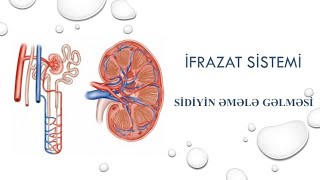 İfrazat sistemi Sidiyin əmələ gəlməsi [upl. by Sadiras]