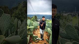 Cactus Pruning Techniques For High Yield Fruits farming agriculture satisfying [upl. by Rafaello]