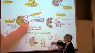 BIOLOGY METABOLIC REACTIONS PART 1 ENZYMES amp COENZYMES by Professor Fink [upl. by Karlik]