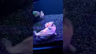 Albino mouse catfish fish aquariumhobby arsalanahmed4742 [upl. by Michaeu]