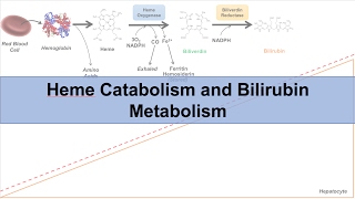 Heme Catabolism and Degradation Pathway  Biochemistry Lesson [upl. by Weisbart]