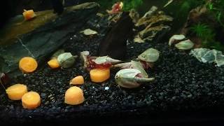 Feeding the Triops colonies with Carrots [upl. by Ydoj]