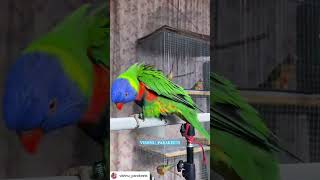 Lorikeet birds birdslover petowner pet [upl. by Massey]