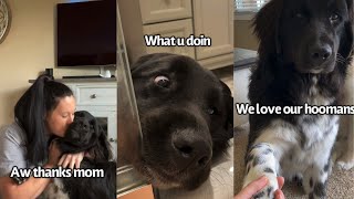 Why Newfoundlands Make Awesome Dogs To Have [upl. by Moriah]