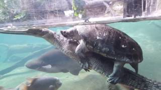 Turtle Piggybacks on a Gharial [upl. by Horacio]