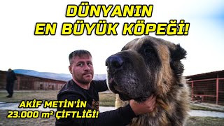 4000000 TLlik Efsane Kangal Çiftliği  quotBu Köpekler Demir Kapıyı Parçalıyorquot [upl. by Aroda28]