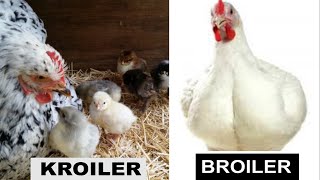 Chicken  Kroilers Vs Broilers  Which is More Profitable [upl. by Casie500]