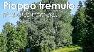 Pioppo tremulo Populus tremula [upl. by Terej337]