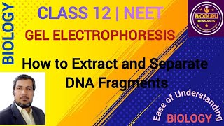 Gel Electrophoresis Process of Separation And Isolation Of DNA Fragments [upl. by Eelamme]