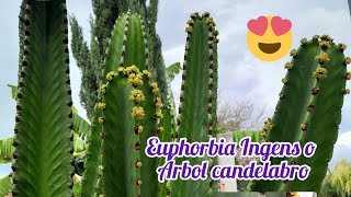 Euphorbia Ingens o ÁRBOL CANDELABRO [upl. by Ddene]