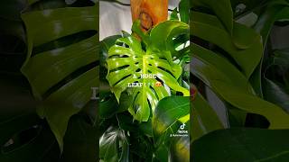 houseplants plants houseplantlove indoorplants monstera monsteraplant araceae propagation [upl. by Milewski451]