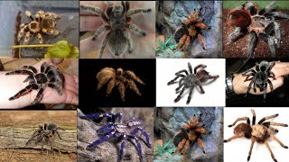 11 Best Tarantula Species to Keep as Pets [upl. by Asilla957]