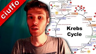 Ciclo di Krebs e Fosforilazione Ossidativa [upl. by Middleton]