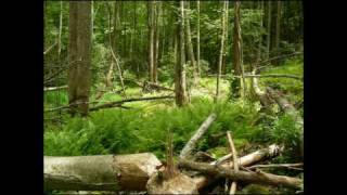 LOTS Wilderness Scout Camp II 2009 with Spencer Two Dogs [upl. by Amabil]