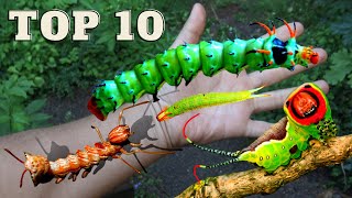 Top 10 WEIRD CATERPILLARS Youve Never Heard Of [upl. by Zielsdorf]