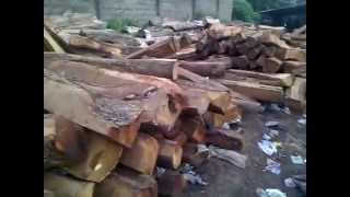 KOSSO WOOD Scientific Name Pterocarpus Erinaceus [upl. by Niak]