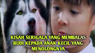 ANAK KECIL MENYELAMATKAN KAWANAN SERIGALA  Alur Cerita Film Prince Of Wolf [upl. by Loydie381]