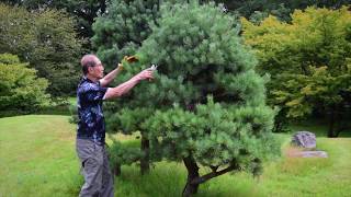 Pruning Niwaki Japanese Garden Trees [upl. by Ggerg]