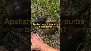 Apakah kepiting purba berbahaya [upl. by Heid937]