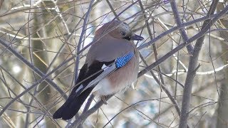 Сойка имитирует смех ребёнка  Garrulus glandarius [upl. by Eadwina]