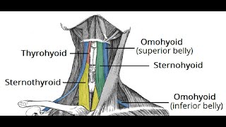 Two Minutes of Anatomy Infrahyoid Muscles [upl. by Nawak568]