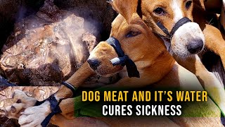 SHOCKING Dog Meat Cures sicknesses  Watch the preparation dogs [upl. by Ydrah]