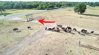 Young Bison Herd Runs New Pasture For The First Time [upl. by Gabrielson465]