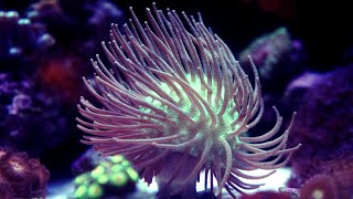 Long Polyp Toadstool Timelapse  Info  HD [upl. by Assirahs793]