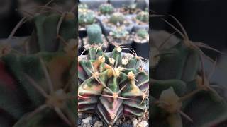 Gymnocalycium Mihanovichii Variegated unnamed with unusual spines and unique colors [upl. by Jaddan]