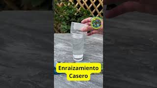 Enraizamiento Casero Cómo Hacer Agua de Enraizamiento en Casa [upl. by Irwin]