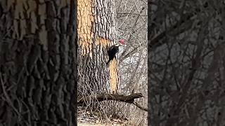 Pileated Woodpecker Looking for Bugs [upl. by Gross]