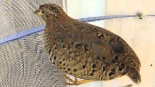 Yellowlegged Buttonquail Turnix tanki [upl. by Retsim32]