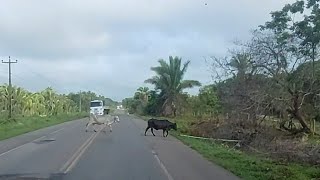 Rodando pelas rodovias do Maranhão [upl. by Audwin]